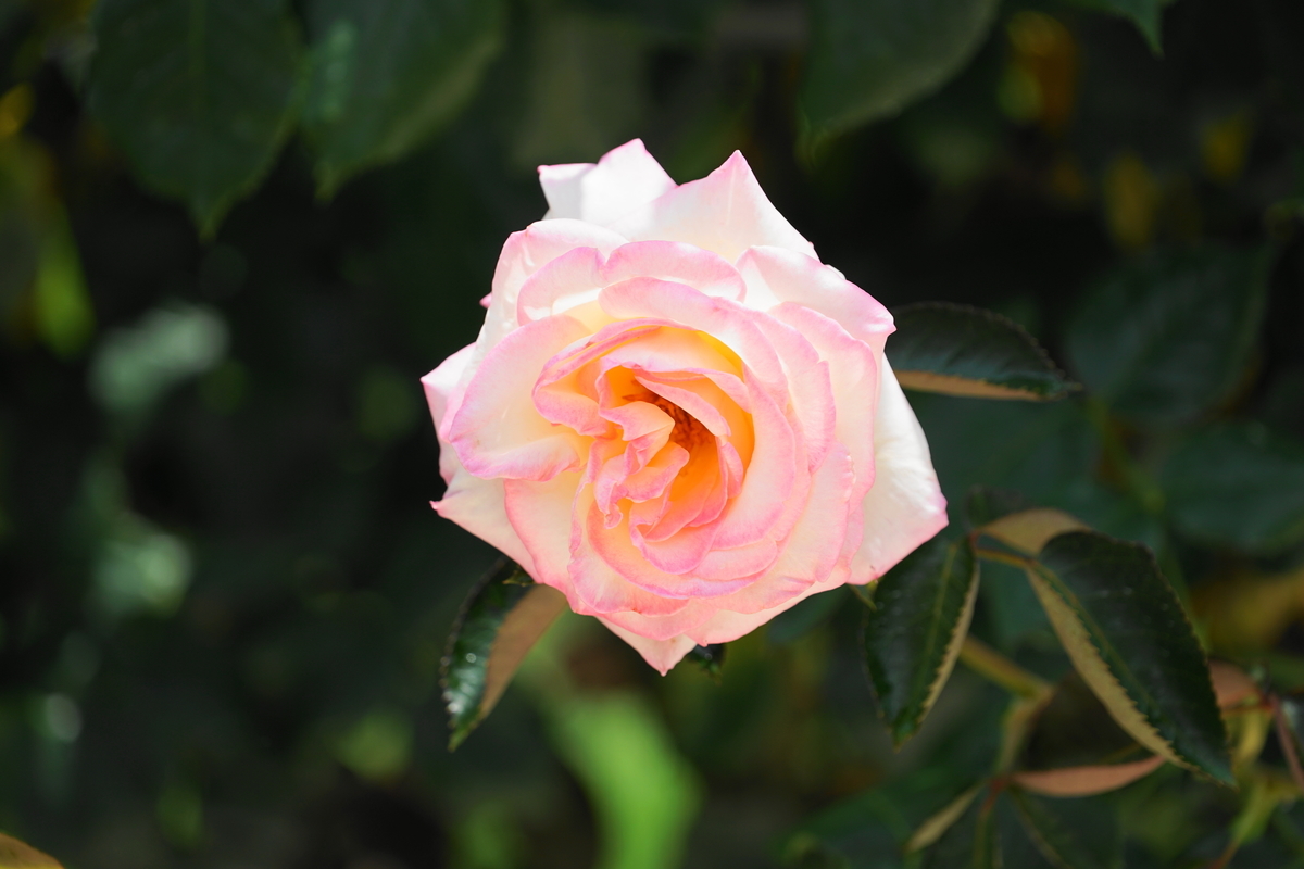 f:id:shigeo-t:20200621113340j:plain