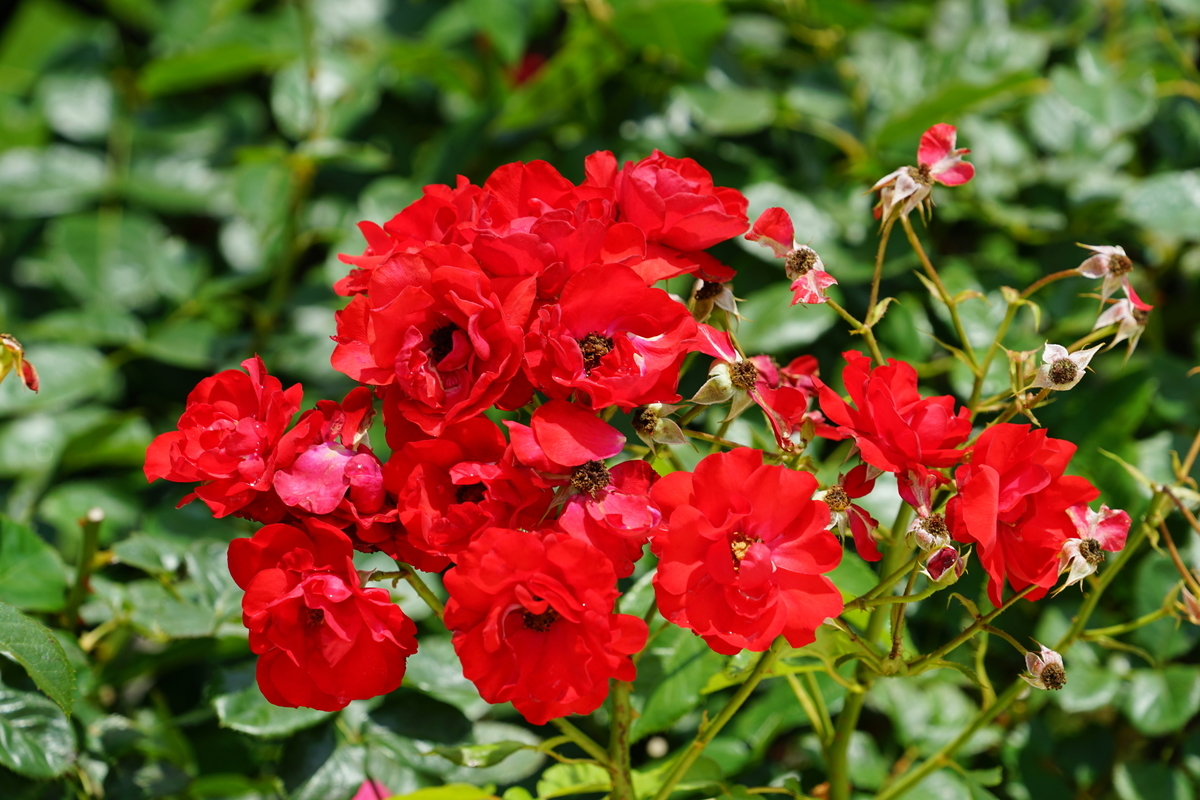 f:id:shigeo-t:20200621113408j:plain