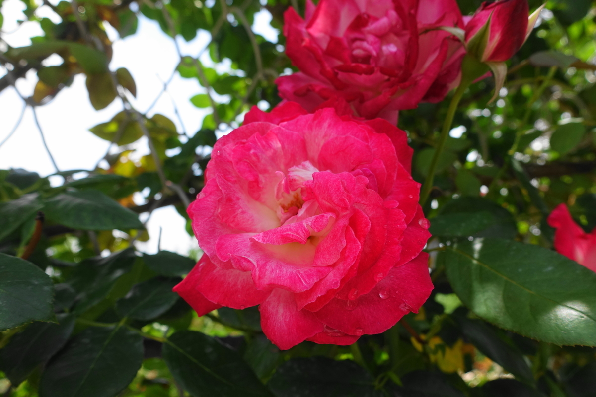 f:id:shigeo-t:20200621113426j:plain