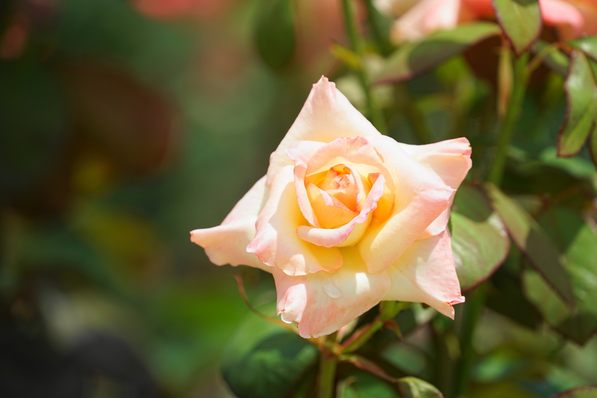 f:id:shigeo-t:20200621113444j:plain