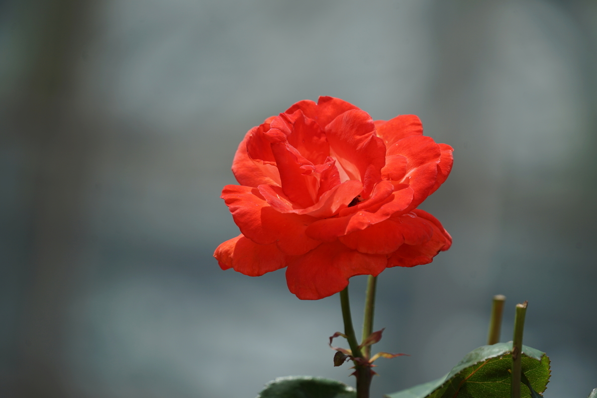 f:id:shigeo-t:20200621113509j:plain