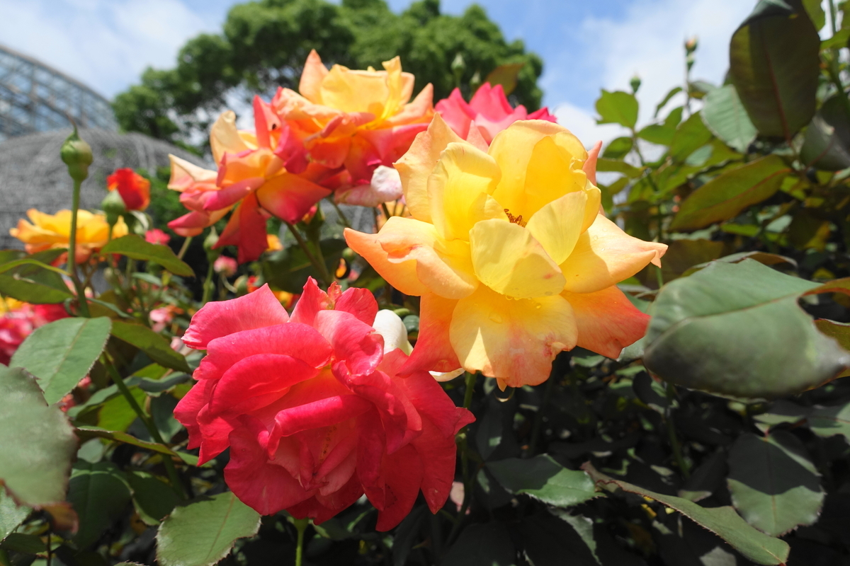 f:id:shigeo-t:20200621113530j:plain