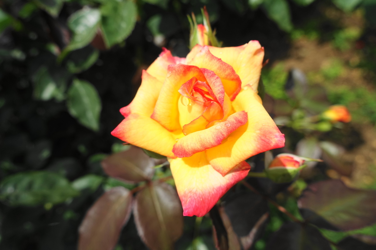 f:id:shigeo-t:20200621113548j:plain