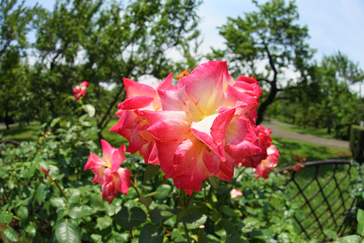 f:id:shigeo-t:20200621113619j:plain