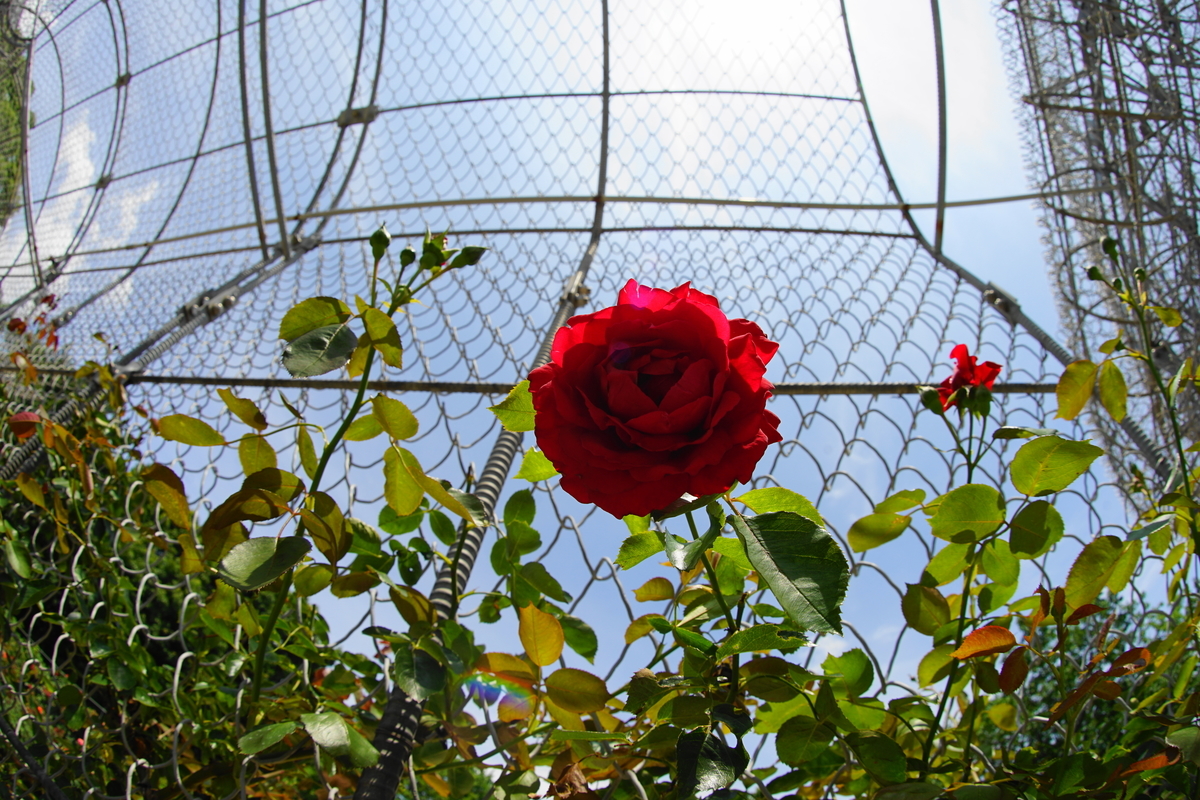 f:id:shigeo-t:20200621113744j:plain