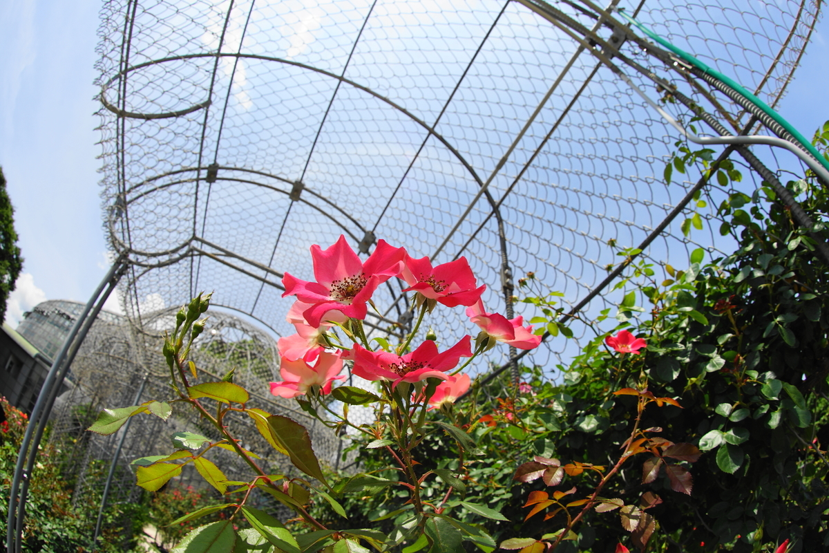 f:id:shigeo-t:20200621113802j:plain