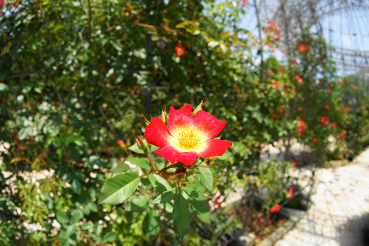 f:id:shigeo-t:20200621113817j:plain