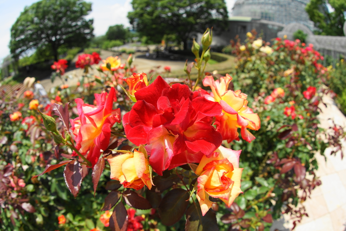 f:id:shigeo-t:20200621113836j:plain