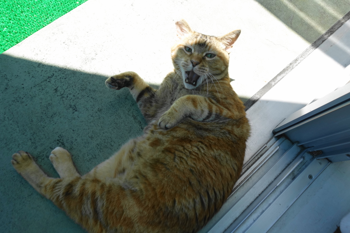 f:id:shigeo-t:20200622095258j:plain f:id:shigeo-t:20200622095258j:plain