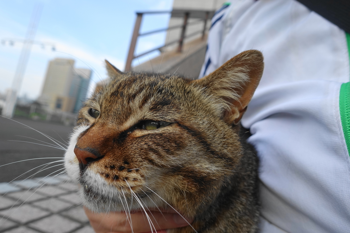 f:id:shigeo-t:20200625092009j:plain f:id:shigeo-t:20200625092009j:plain