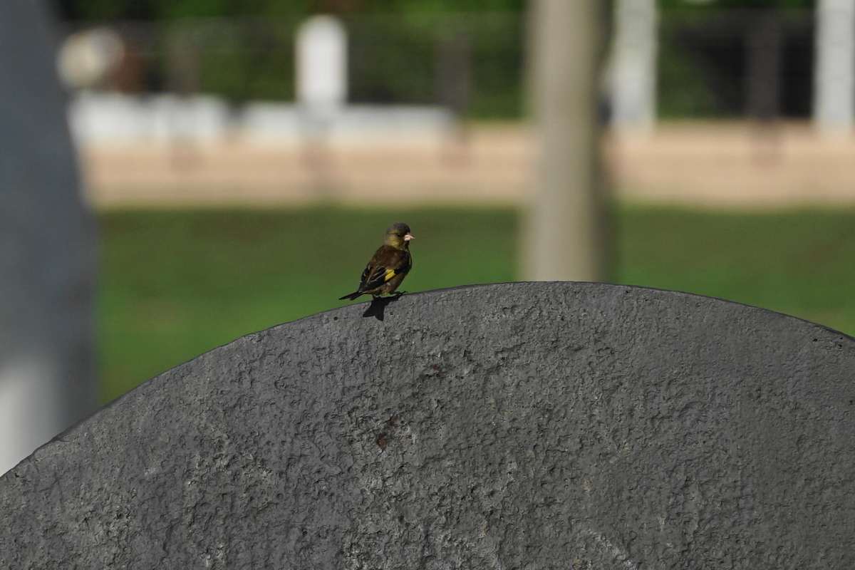 f:id:shigeo-t:20200625092738j:plain f:id:shigeo-t:20200625092738j:plain