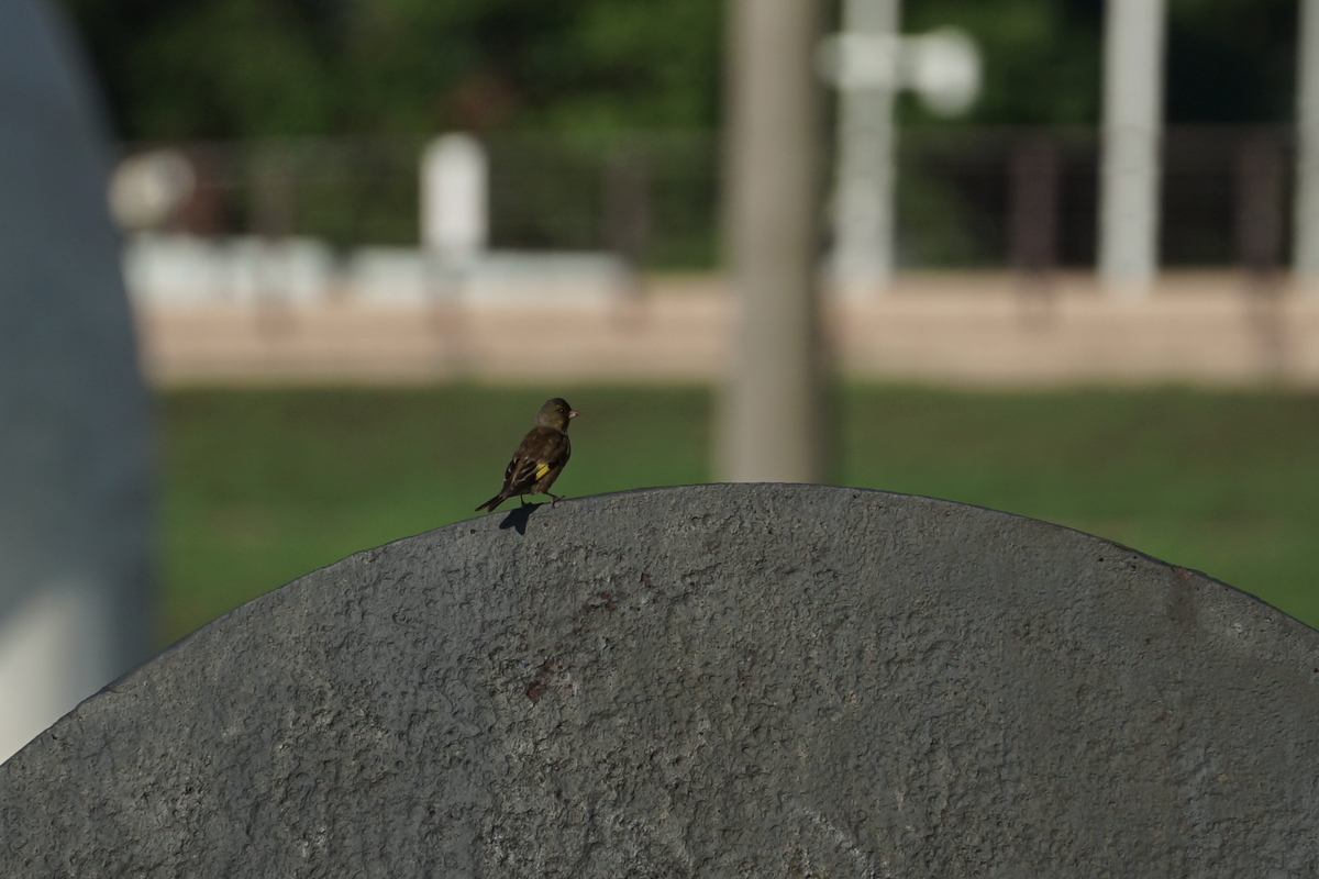 f:id:shigeo-t:20200625092815j:plain f:id:shigeo-t:20200625092815j:plain