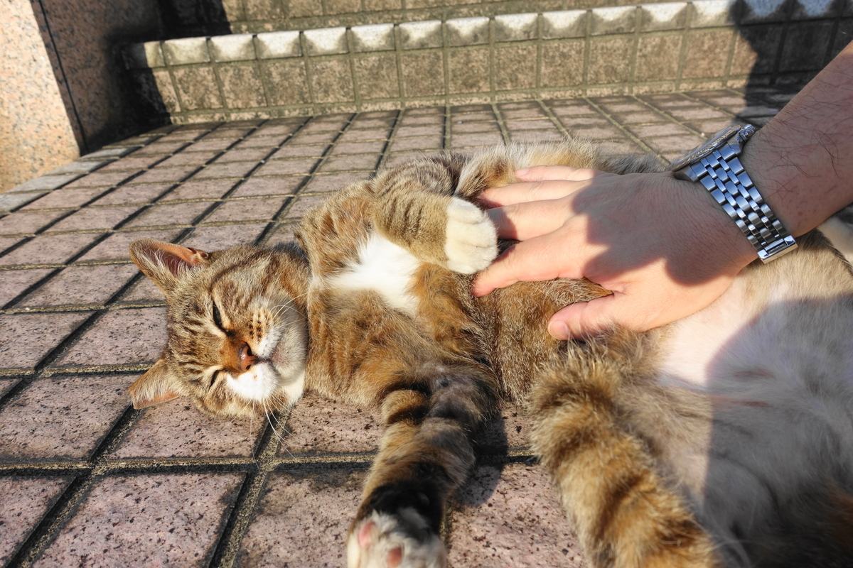 f:id:shigeo-t:20200625092900j:plain f:id:shigeo-t:20200625092900j:plain