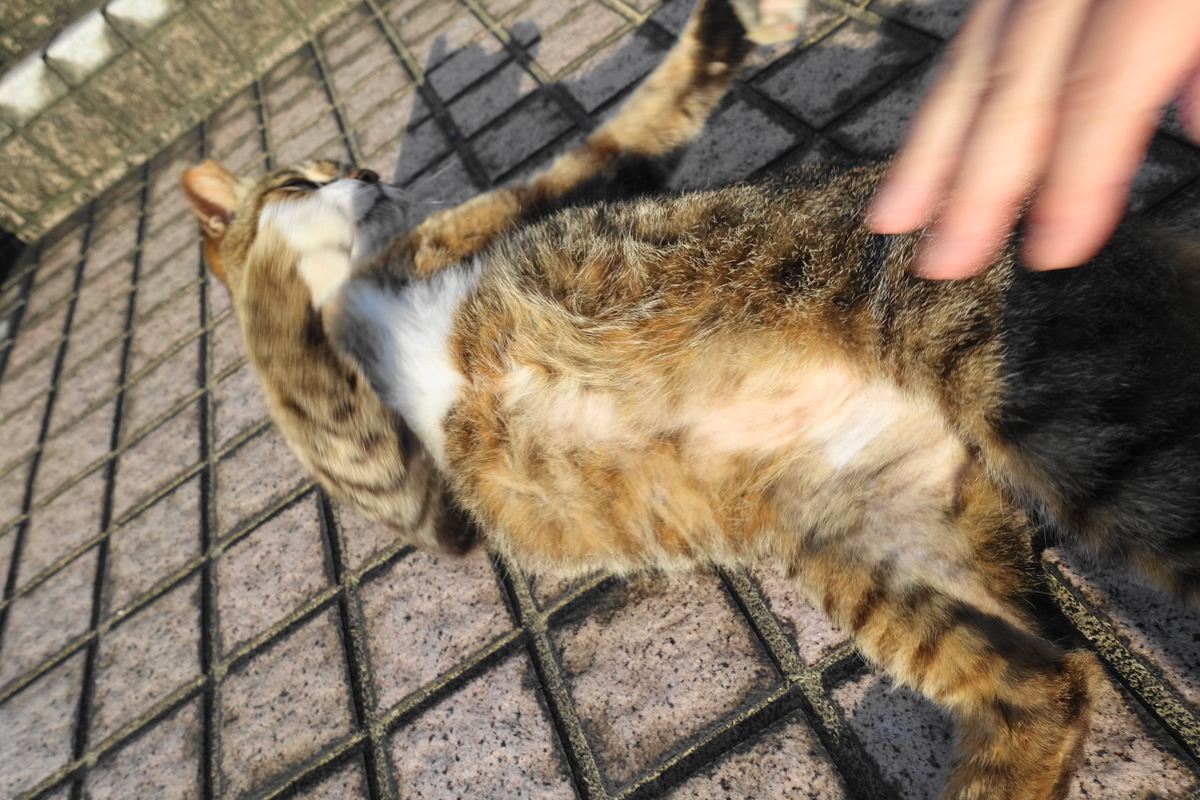 f:id:shigeo-t:20200625092913j:plain f:id:shigeo-t:20200625092913j:plain