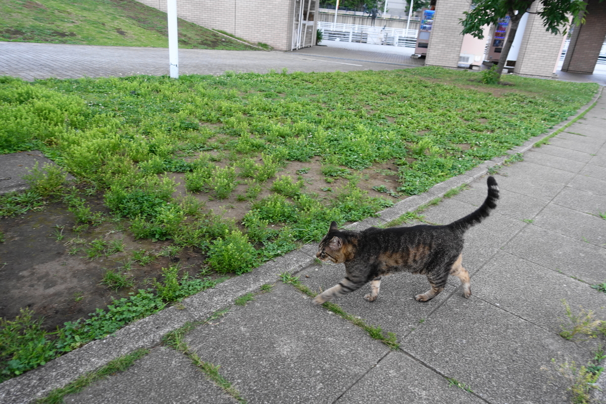 f:id:shigeo-t:20200625093557j:plain f:id:shigeo-t:20200625093557j:plain