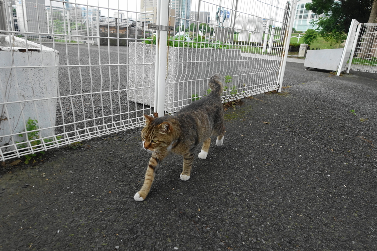 f:id:shigeo-t:20200625094151j:plain f:id:shigeo-t:20200625094151j:plain