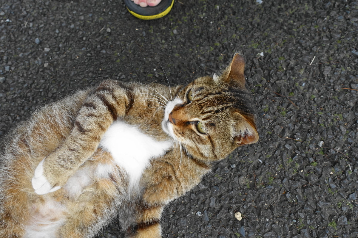 f:id:shigeo-t:20200625094219j:plain f:id:shigeo-t:20200625094219j:plain