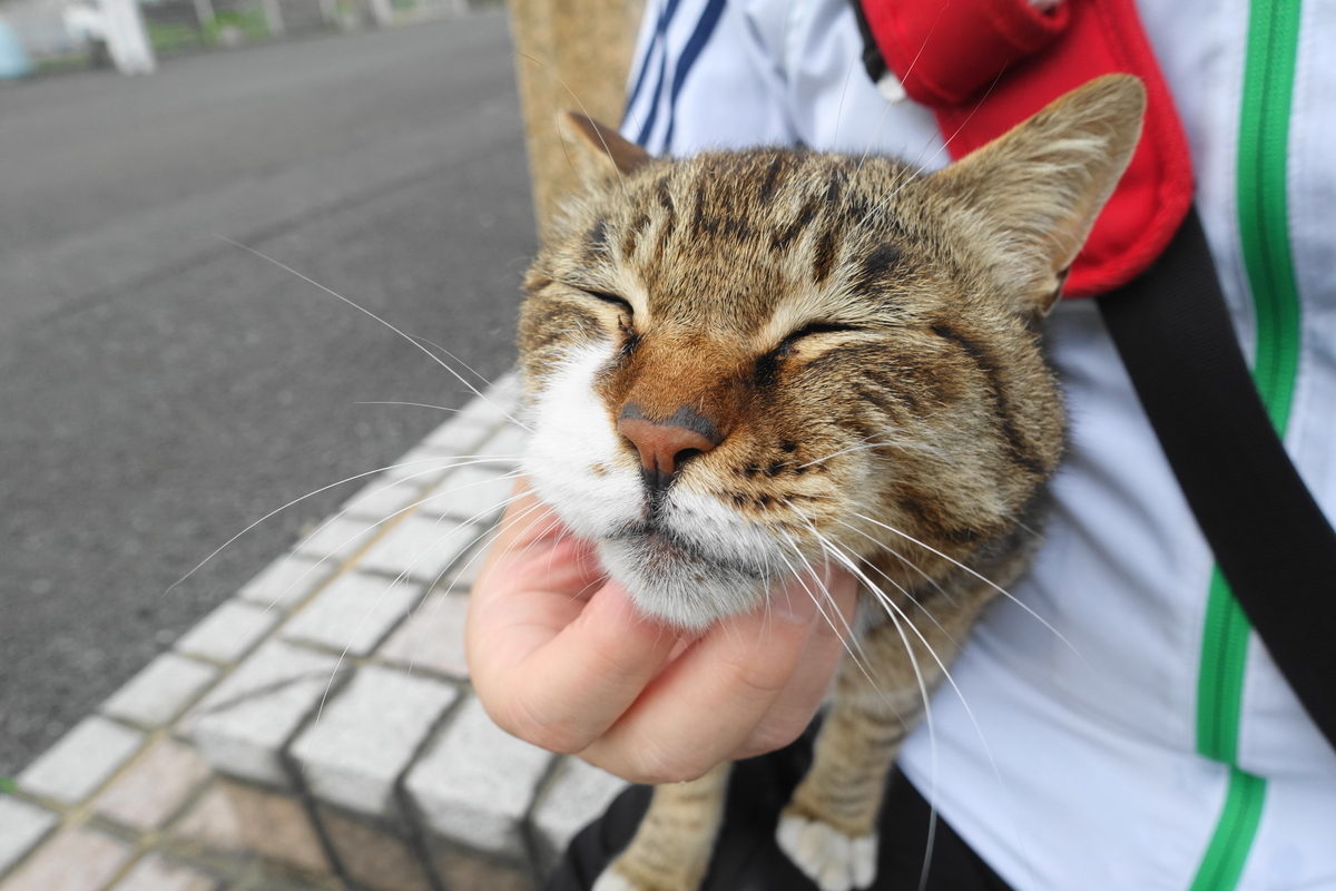 f:id:shigeo-t:20200625094253j:plain f:id:shigeo-t:20200625094253j:plain