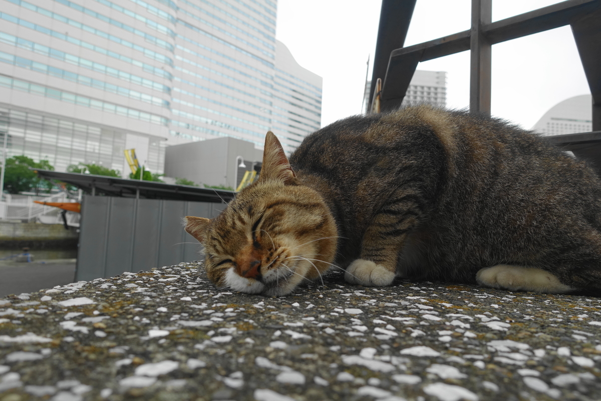 f:id:shigeo-t:20200625094650j:plain f:id:shigeo-t:20200625094650j:plain