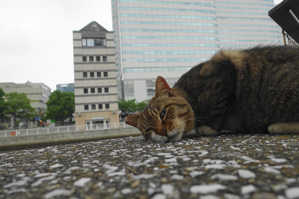 f:id:shigeo-t:20200625094712j:plain f:id:shigeo-t:20200625094712j:plain