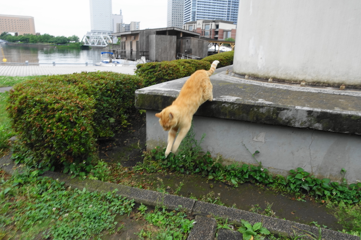 f:id:shigeo-t:20200630103938j:plain f:id:shigeo-t:20200630103938j:plain