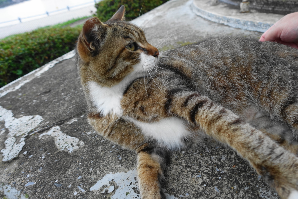 f:id:shigeo-t:20200630104617j:plain f:id:shigeo-t:20200630104617j:plain