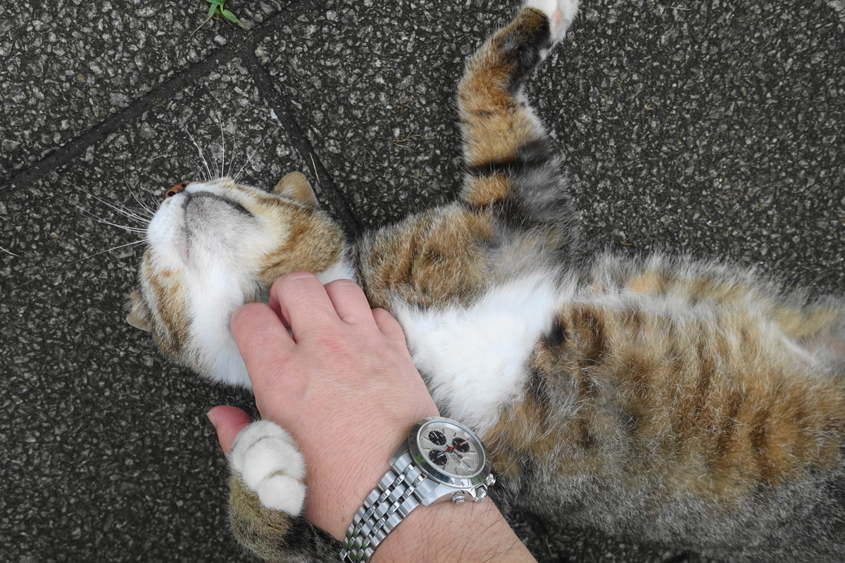 f:id:shigeo-t:20200630104847j:plain f:id:shigeo-t:20200630104847j:plain