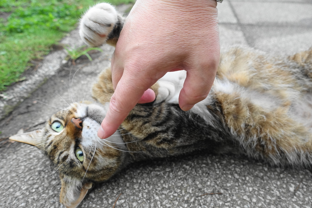 f:id:shigeo-t:20200630110430j:plain f:id:shigeo-t:20200630110430j:plain