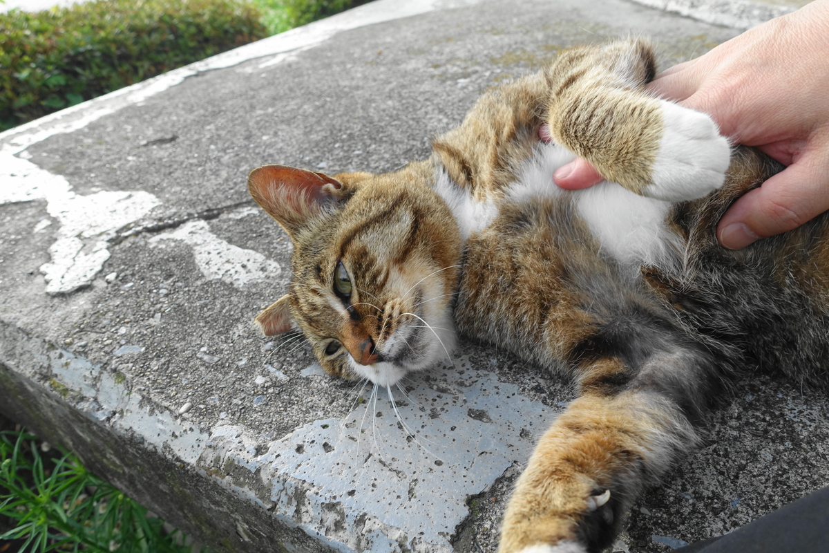 f:id:shigeo-t:20200702104635j:plain f:id:shigeo-t:20200702104635j:plain