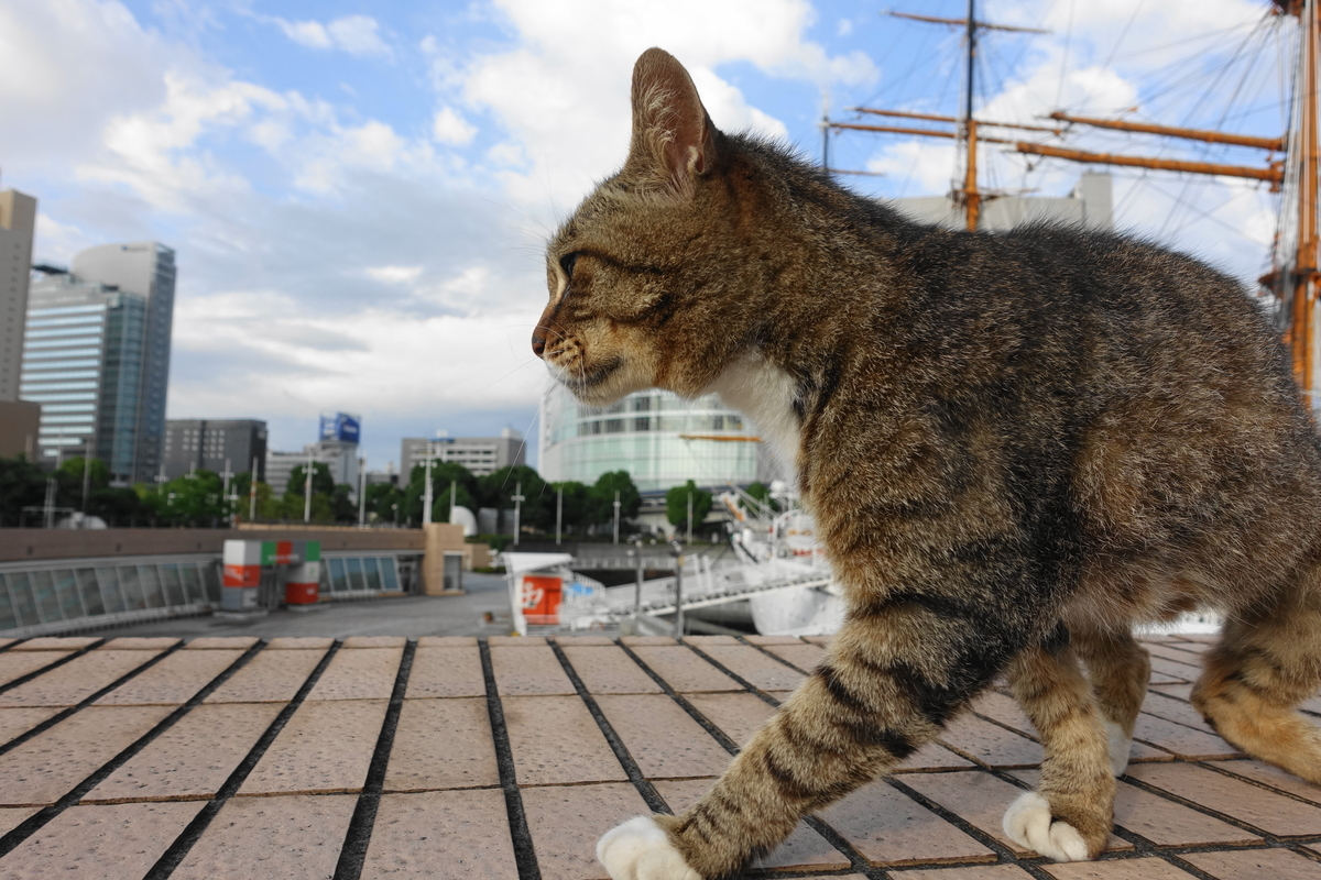 f:id:shigeo-t:20200702104834j:plain f:id:shigeo-t:20200702104834j:plain