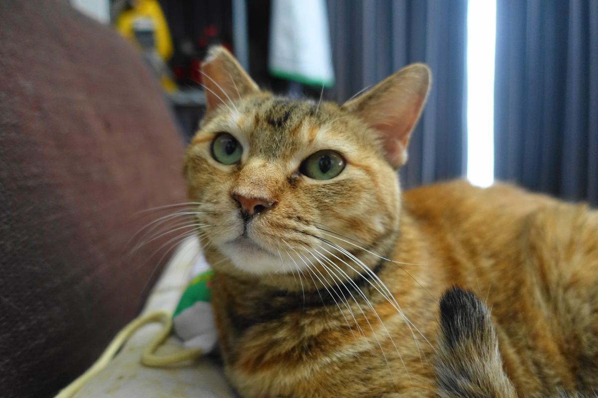 f:id:shigeo-t:20200704102707j:plain