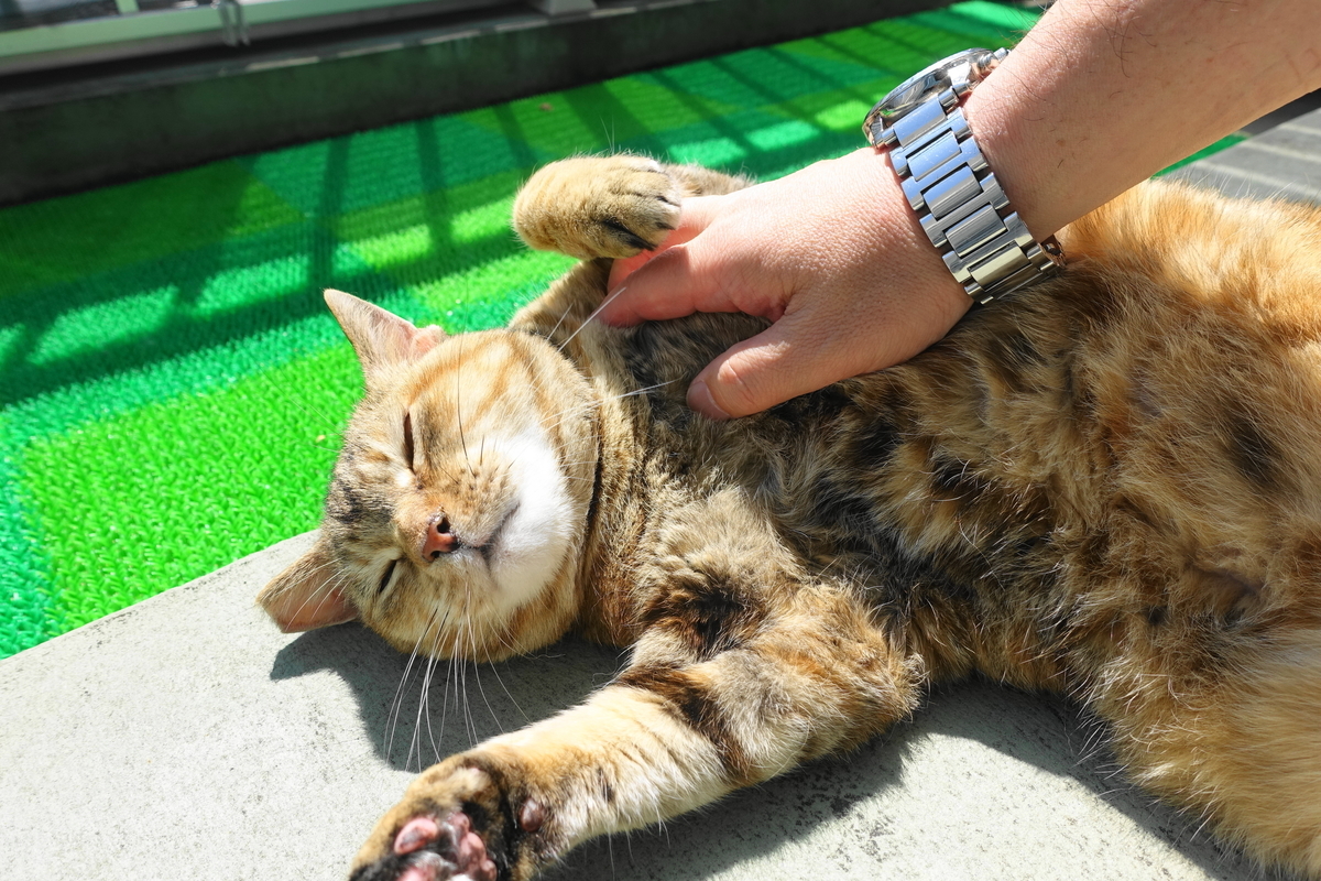 f:id:shigeo-t:20200707094014j:plain f:id:shigeo-t:20200707094014j:plain