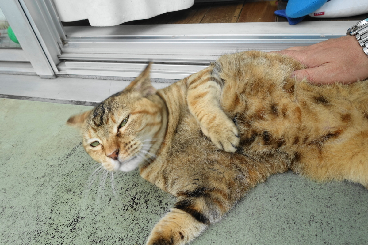 f:id:shigeo-t:20200707094608j:plain f:id:shigeo-t:20200707094608j:plain