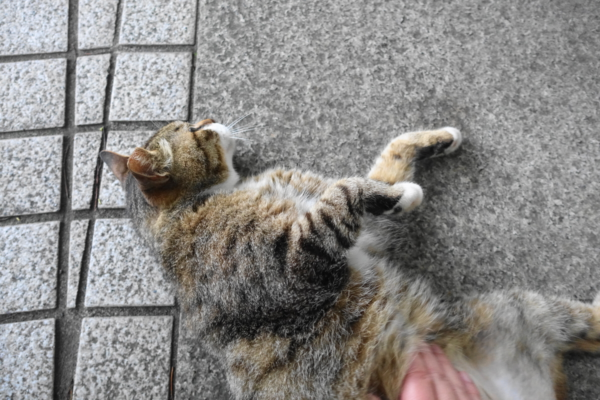 f:id:shigeo-t:20200710100215j:plain f:id:shigeo-t:20200710100215j:plain