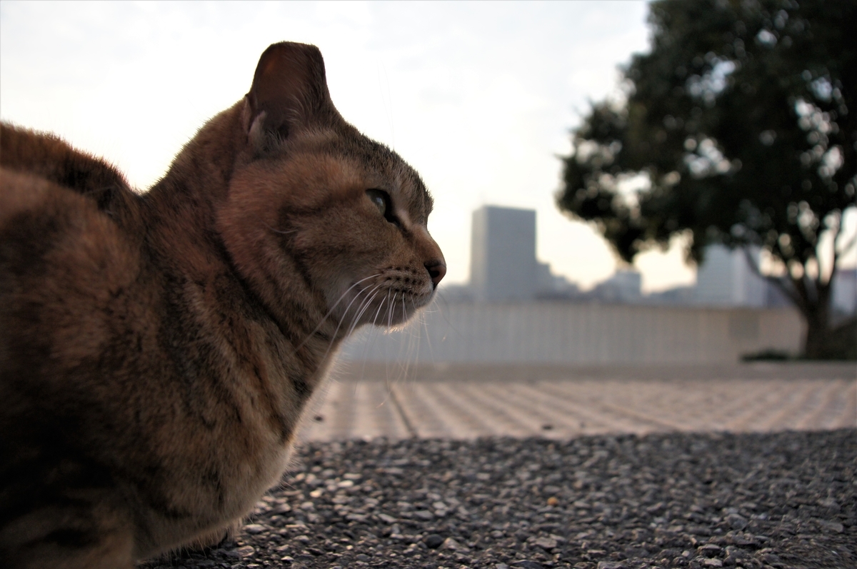 f:id:shigeo-t:20200714094921j:plain f:id:shigeo-t:20200714094921j:plain