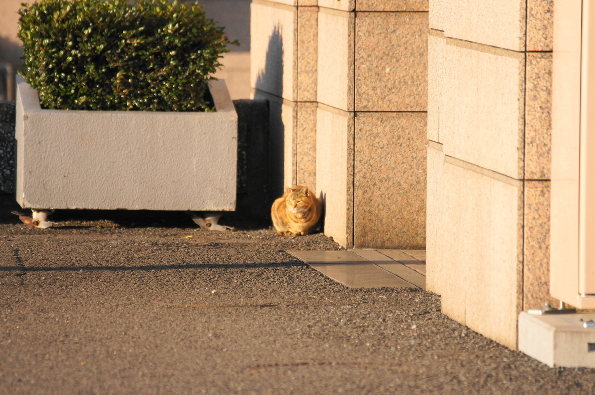f:id:shigeo-t:20200714095226j:plain f:id:shigeo-t:20200714095226j:plain