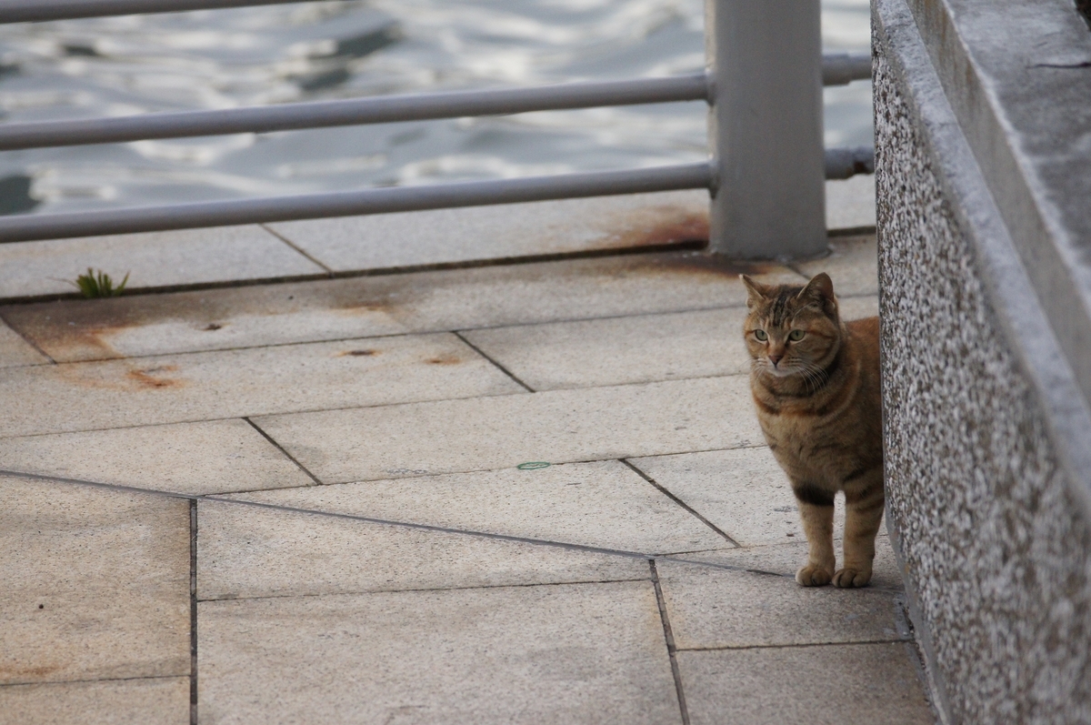 f:id:shigeo-t:20200714102527j:plain f:id:shigeo-t:20200714102527j:plain