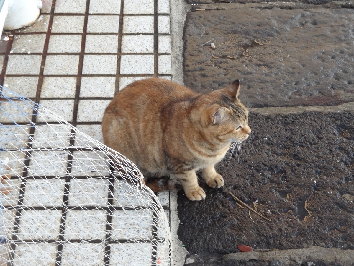 f:id:shigeo-t:20200714105641j:plain f:id:shigeo-t:20200714105641j:plain