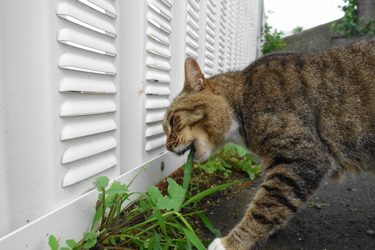 f:id:shigeo-t:20200716095712j:plain f:id:shigeo-t:20200716095712j:plain