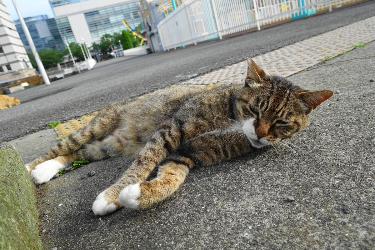 f:id:shigeo-t:20200716101207j:plain f:id:shigeo-t:20200716101207j:plain