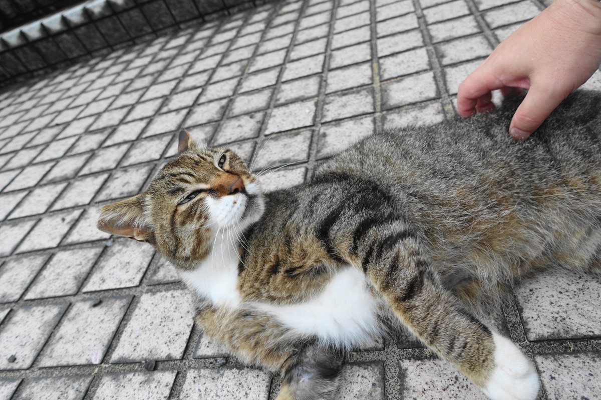 f:id:shigeo-t:20200717100752j:plain f:id:shigeo-t:20200717100752j:plain