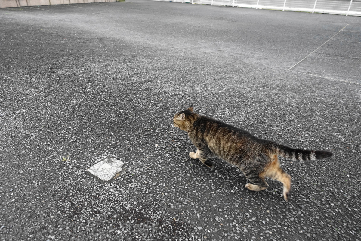 f:id:shigeo-t:20200717101056j:plain f:id:shigeo-t:20200717101056j:plain