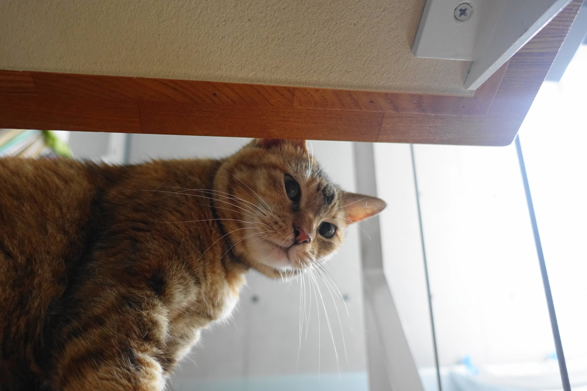 f:id:shigeo-t:20200721092427j:plain