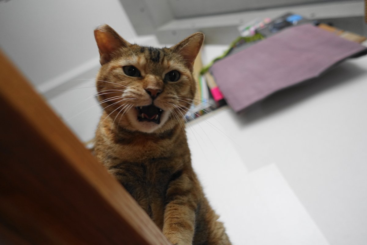 f:id:shigeo-t:20200721092823j:plain