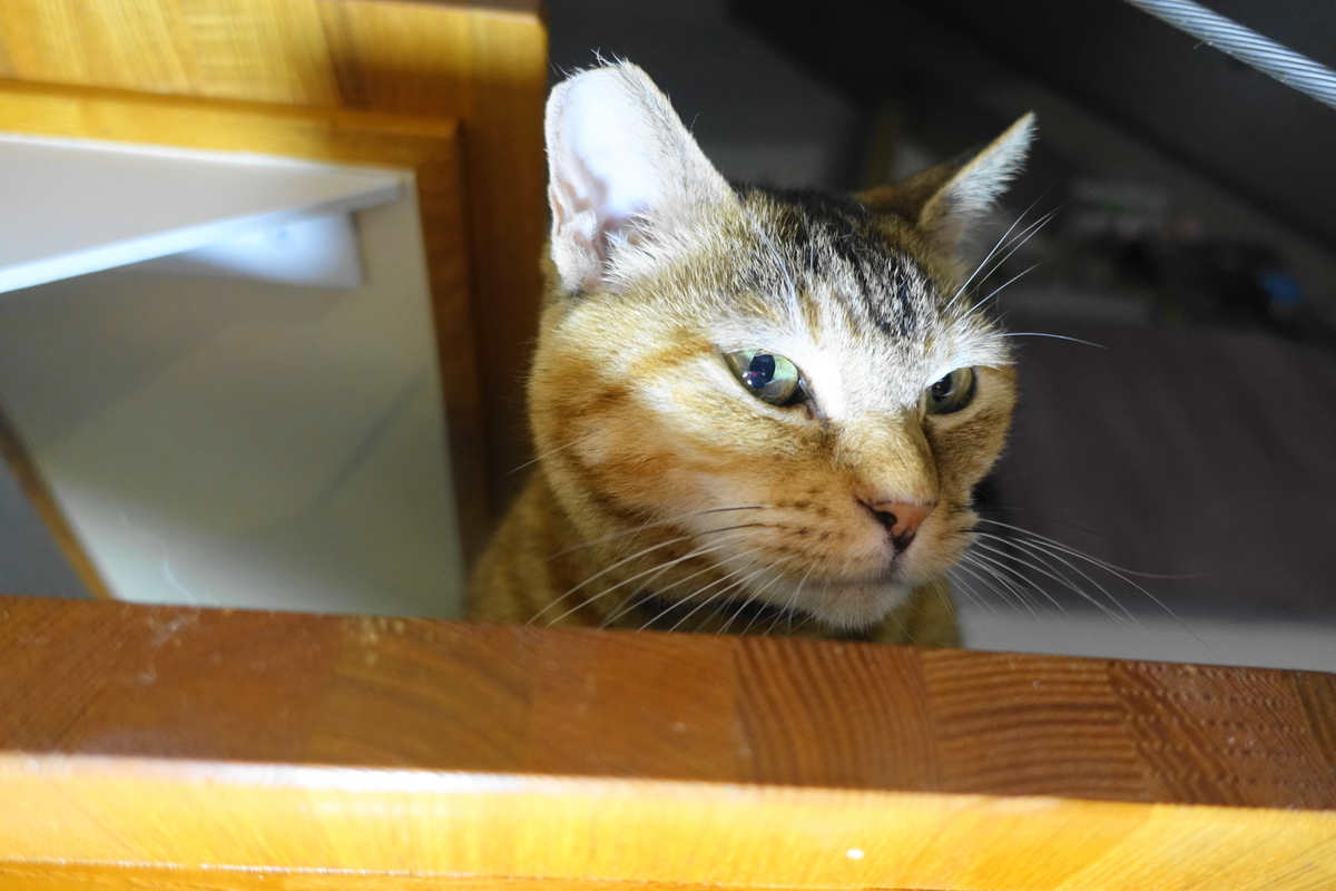f:id:shigeo-t:20200721093251j:plain