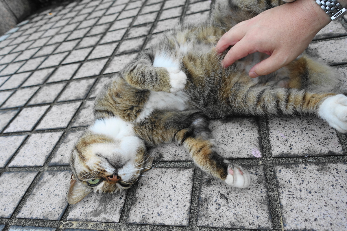 f:id:shigeo-t:20200725102746j:plain