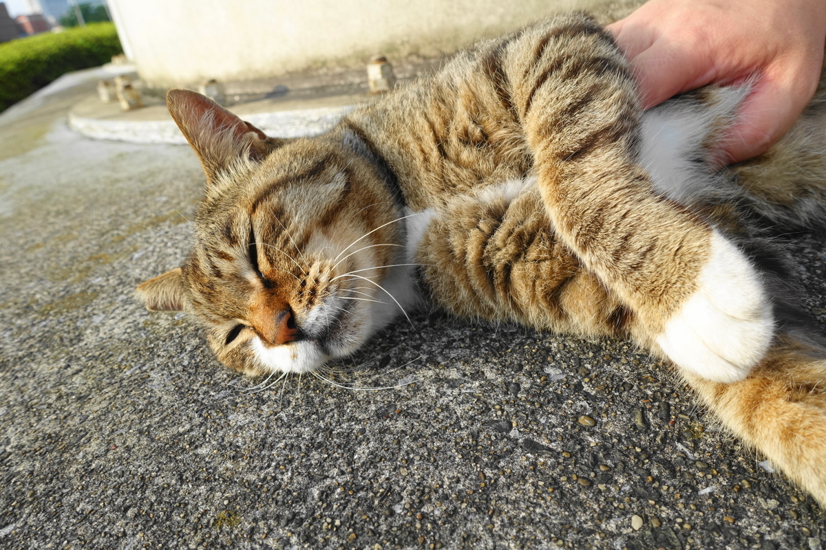 f:id:shigeo-t:20200725103754j:plain
