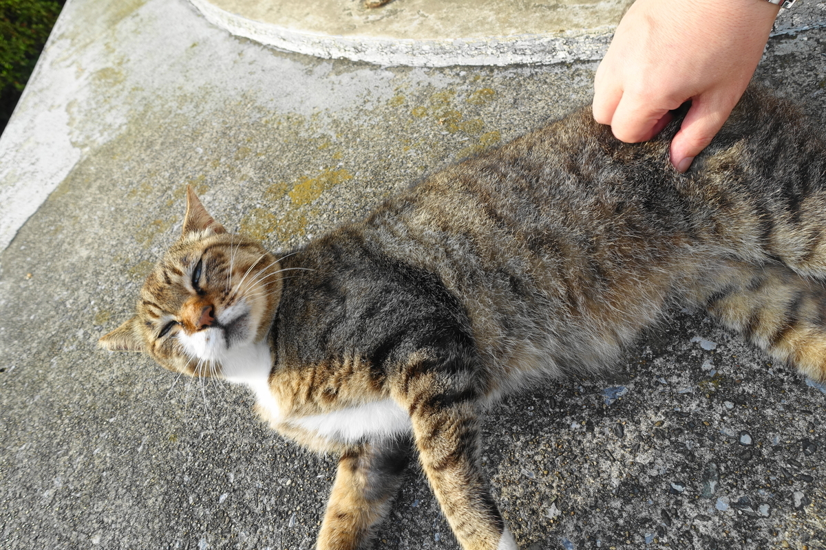 f:id:shigeo-t:20200725103811j:plain