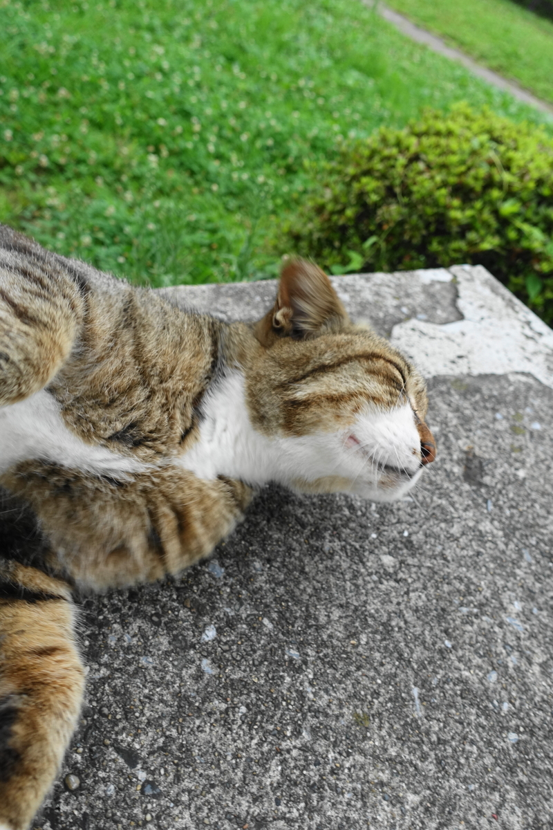 f:id:shigeo-t:20200725104439j:plain
