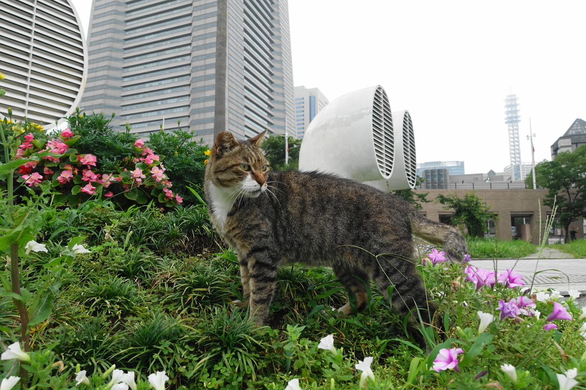 f:id:shigeo-t:20200725104519j:plain